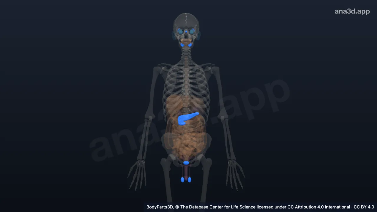 Modelo 3D: Órgano lobular