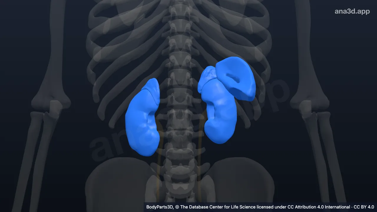 Modelo 3D: Órgano corticomedular