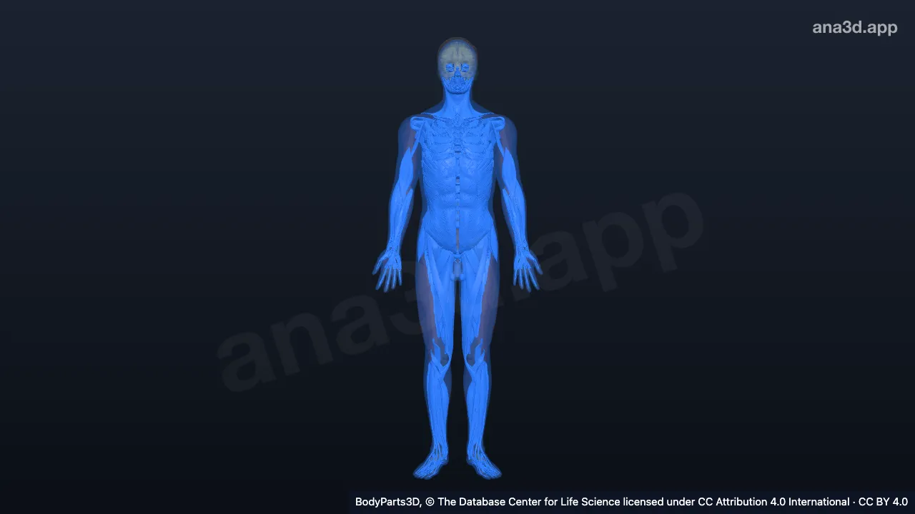 3D model: solid organ