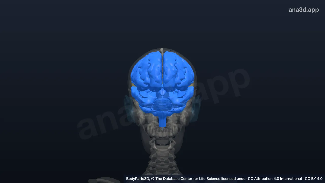 3D model: neuraxis