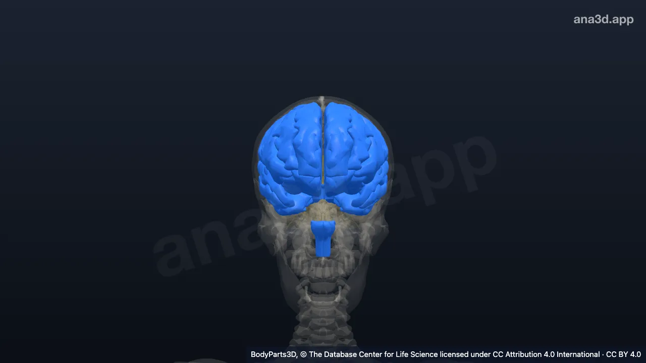 3D-Modell: Segment des Gehirns