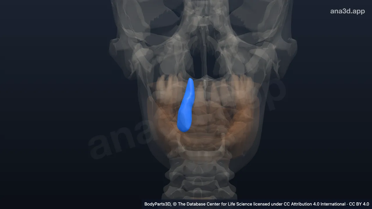 3D 模型：右上颌恒侧切牙