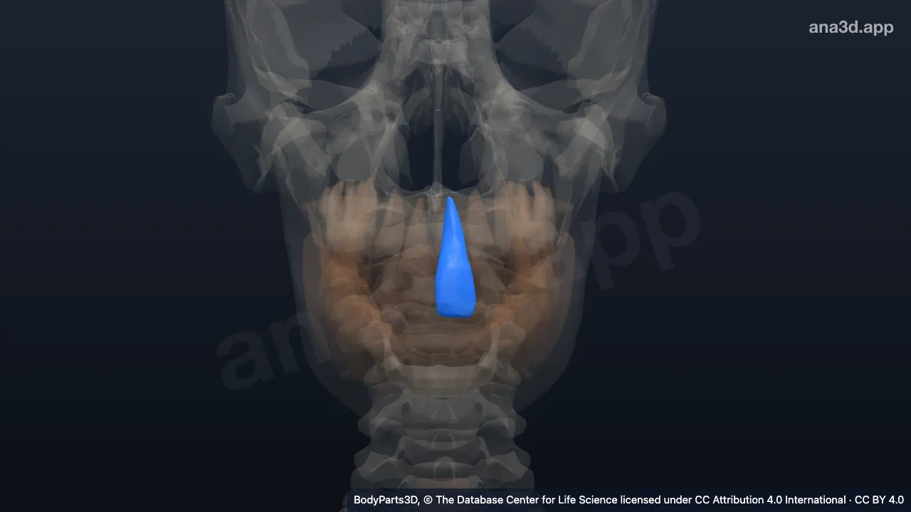 3D model: left upper central secondary incisor tooth