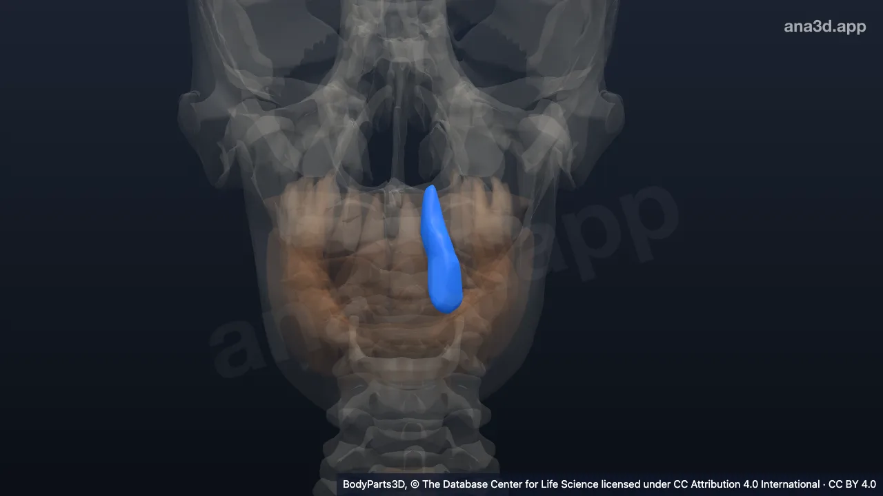 3D model: left upper lateral secondary incisor tooth