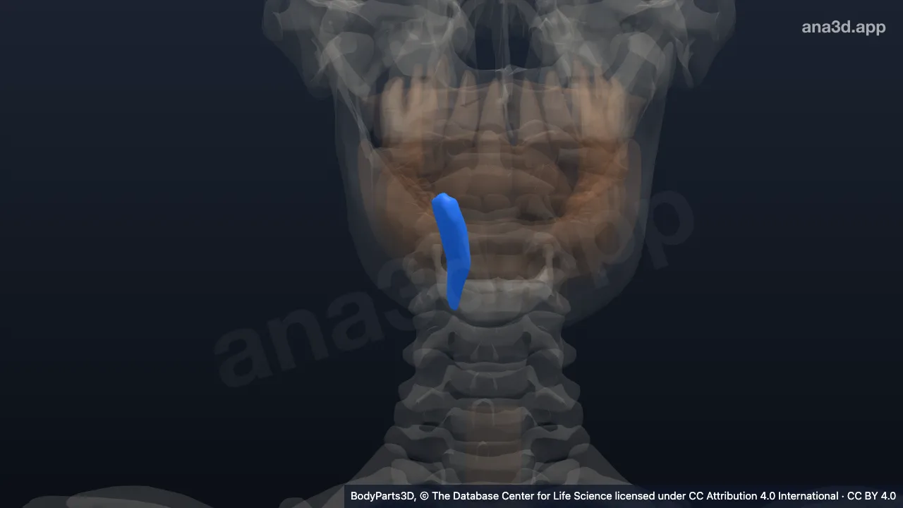 Modelo 3D: Diente canino secundario inferior derecho