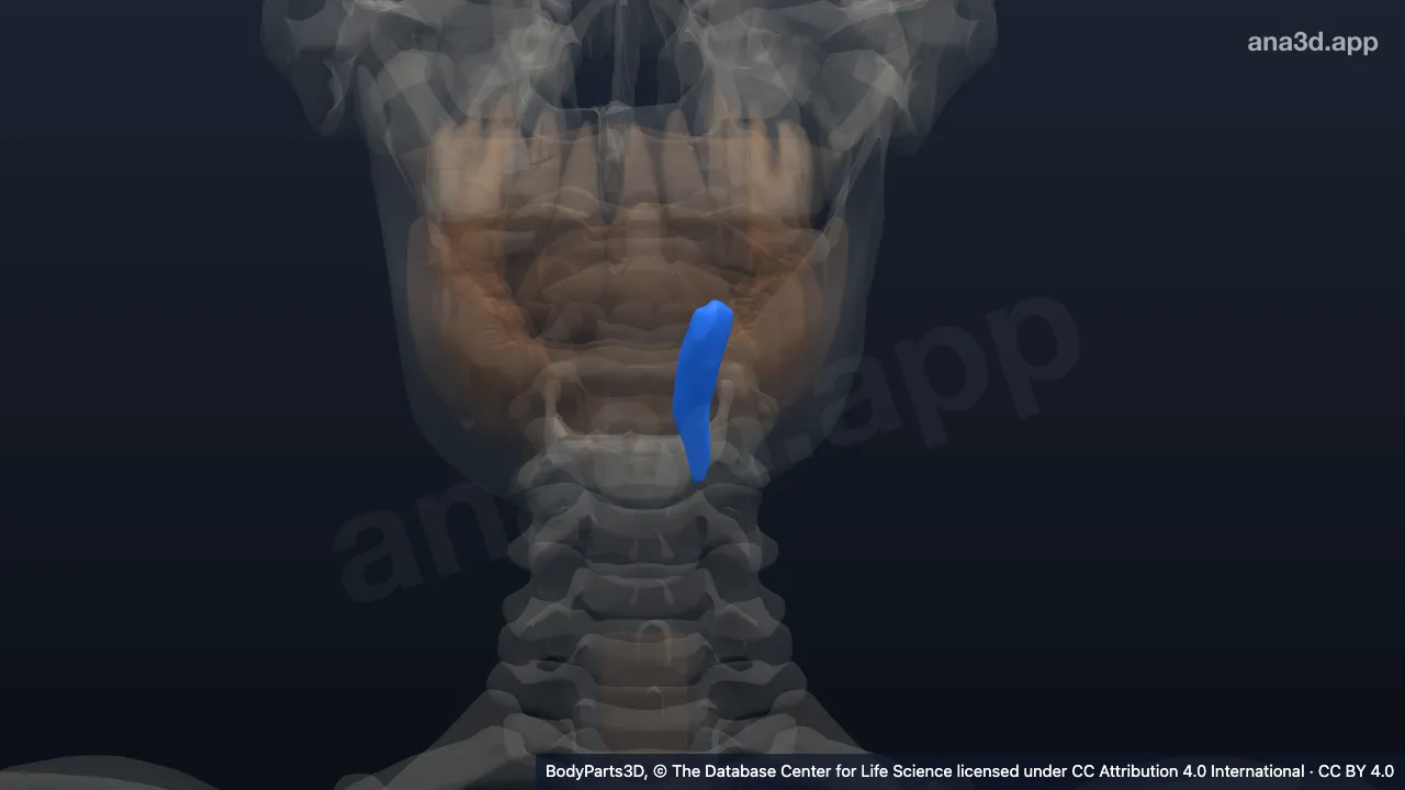 3D 模型：左下恒尖牙
