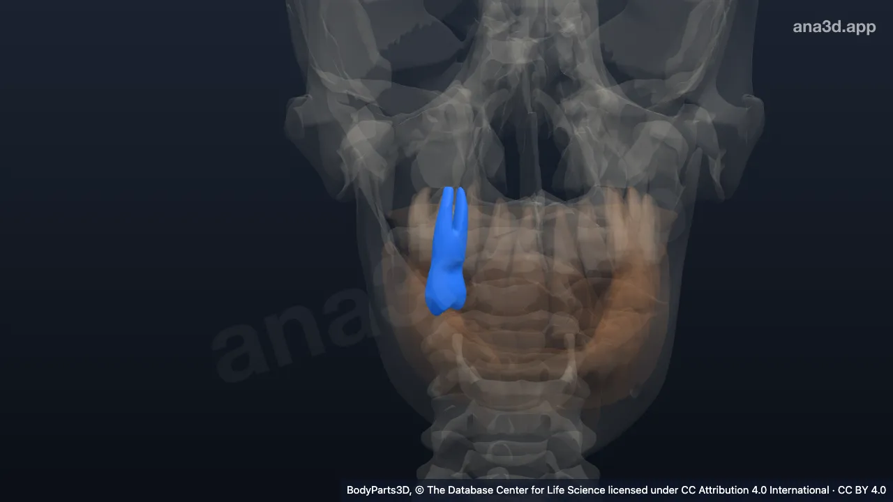 Modelo 3D: Diente primer premolar secundario superior derecho