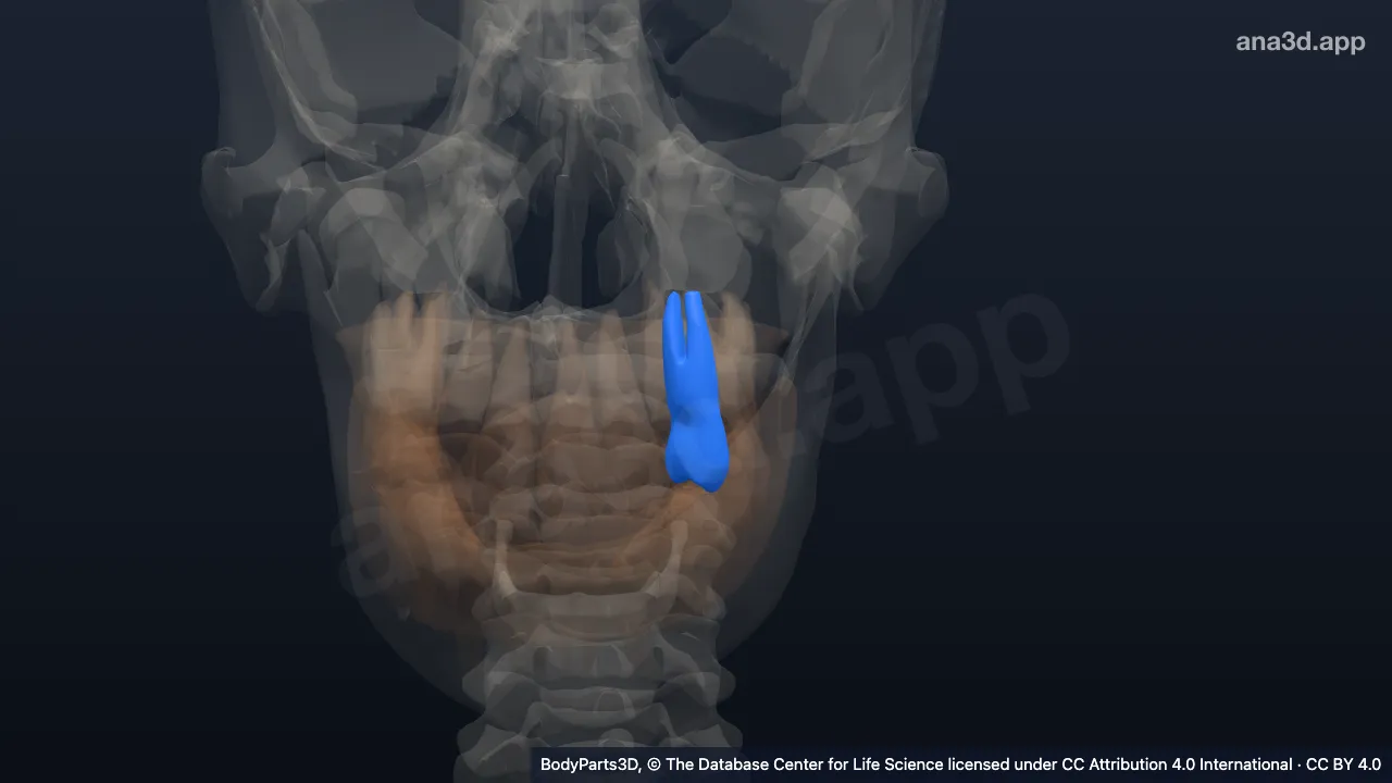 Modelo 3D: Diente primer premolar secundario superior izquierdo