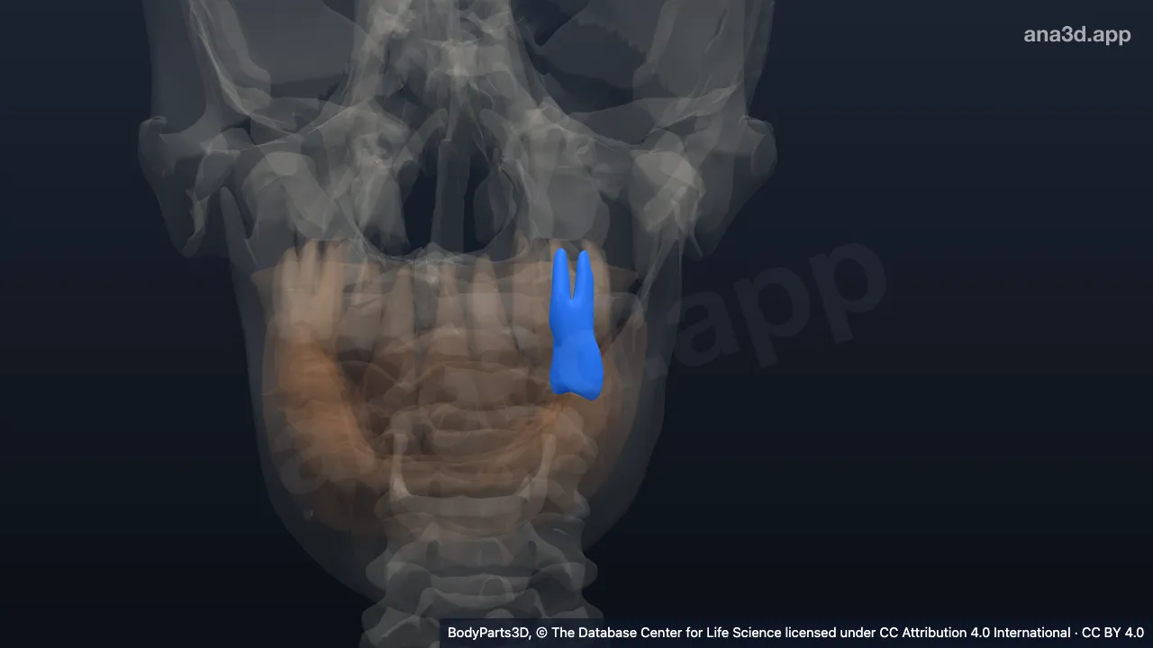 Modelo 3D: Diente segundo premolar secundario superior izquierdo