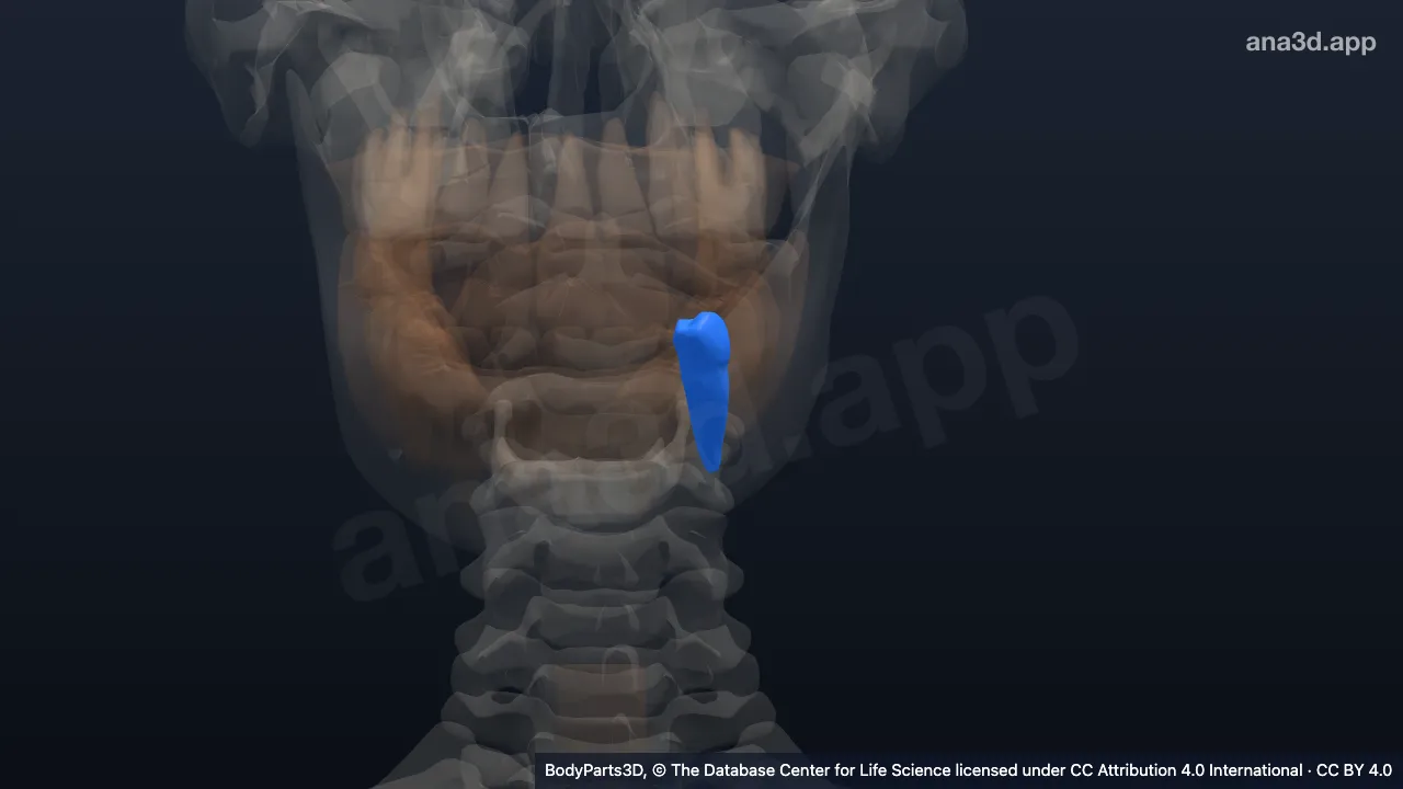 3D 模型：左下第2恒前磨牙