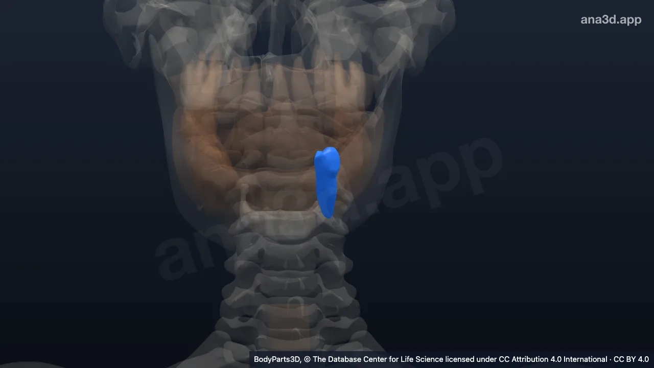 3D 模型：左下第1恒前磨牙