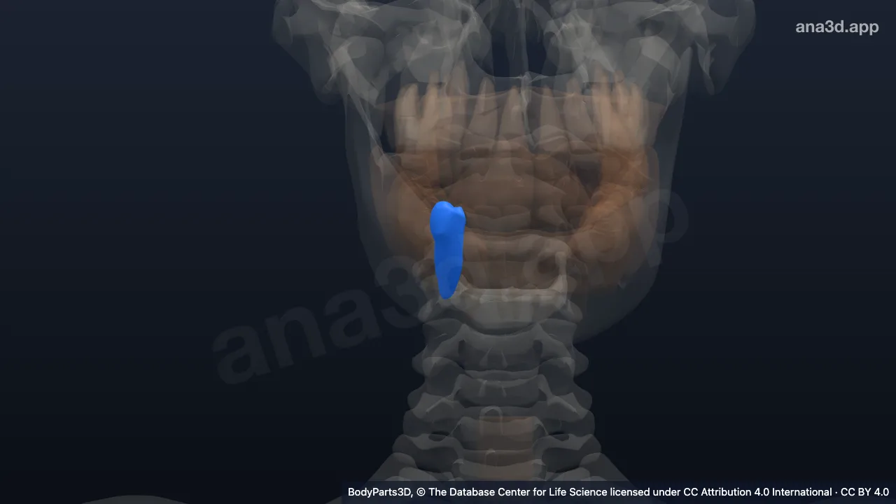 Modelo 3D: Diente primer premolar secundario inferior derecho