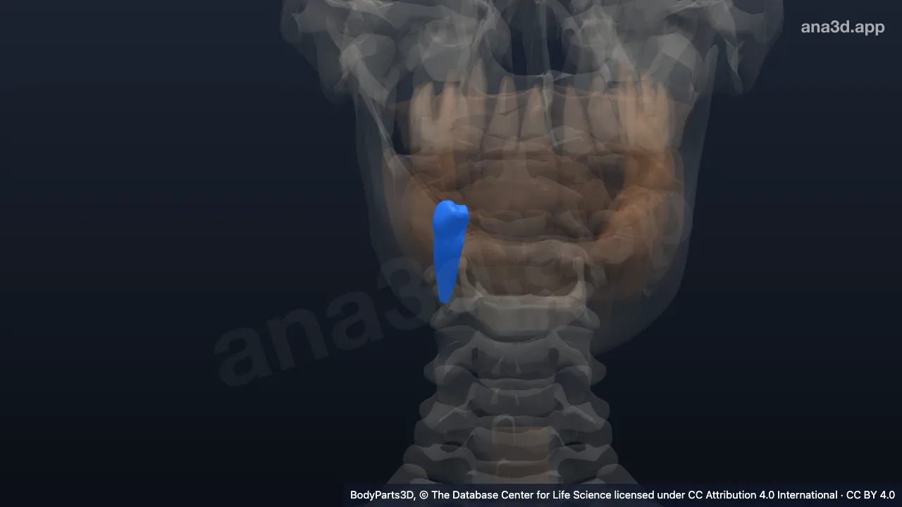 Modelo 3D: Diente segundo premolar secundario inferior derecho