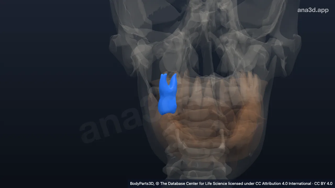 3D model: right upper first secondary molar tooth