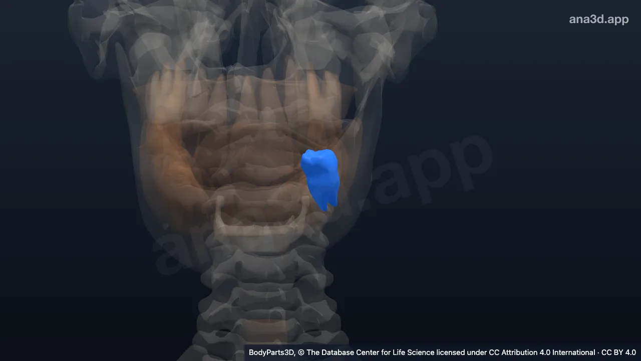 3D model: left lower first secondary molar tooth