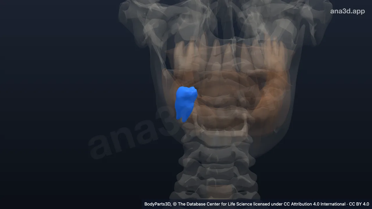 3D 模型：右下第1恒磨牙