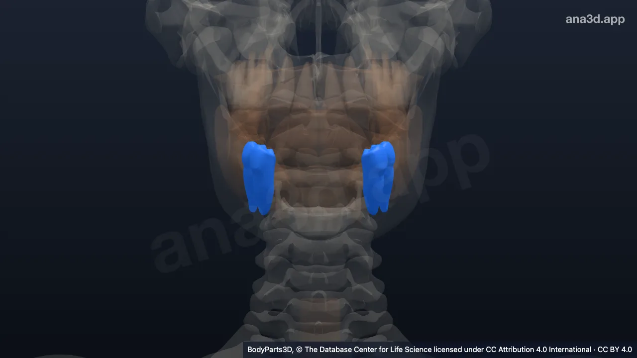 Modelo 3D: Diente premolar permanente inferior