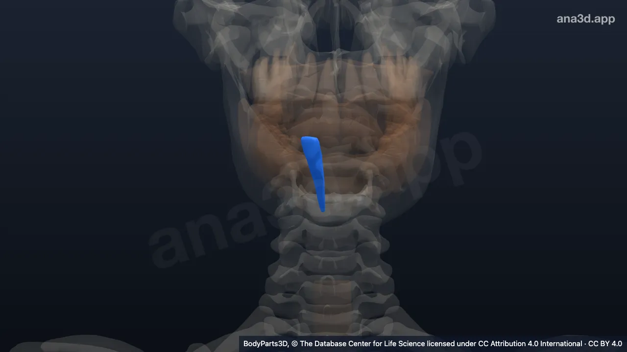 3D model: right lower lateral secondary incisor tooth