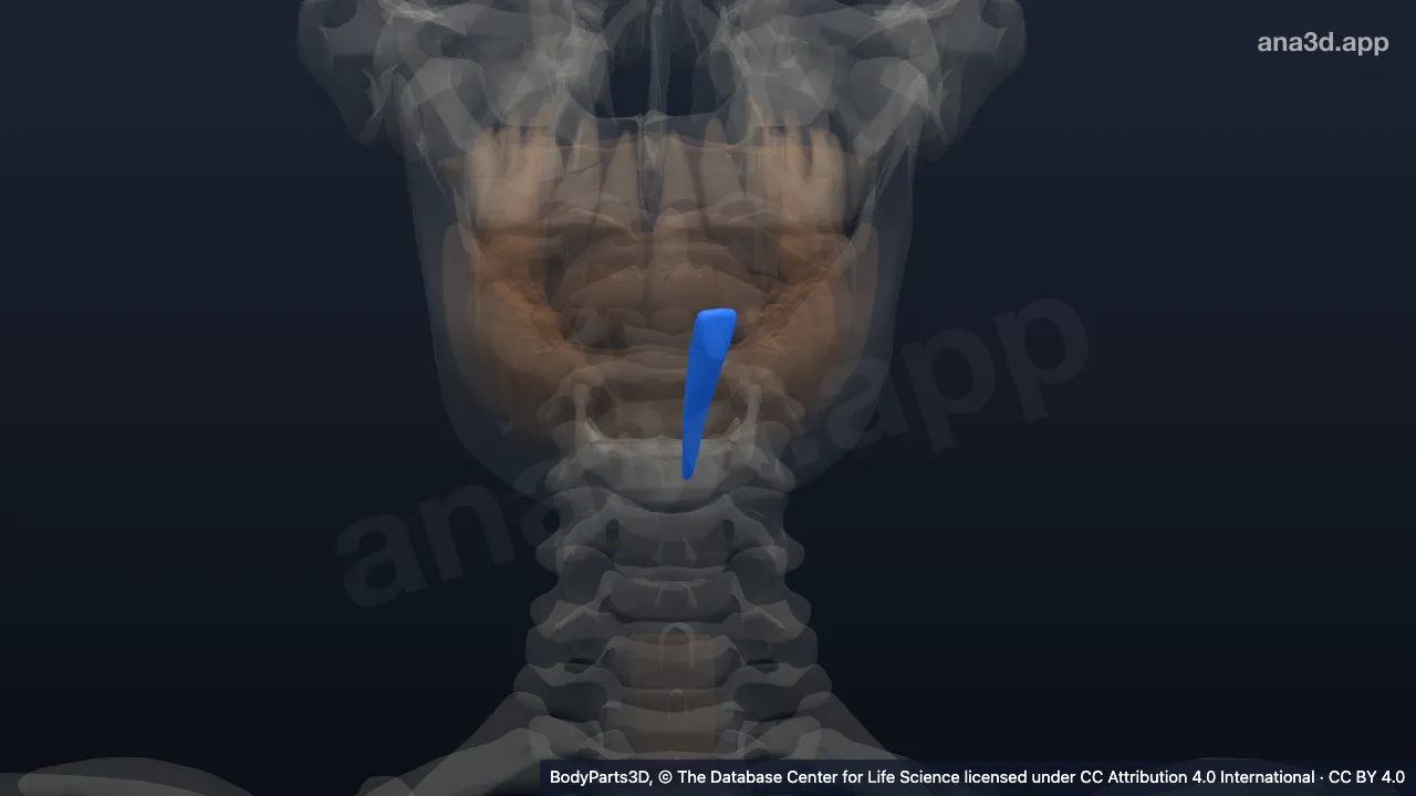 3D model: left lower lateral secondary incisor tooth