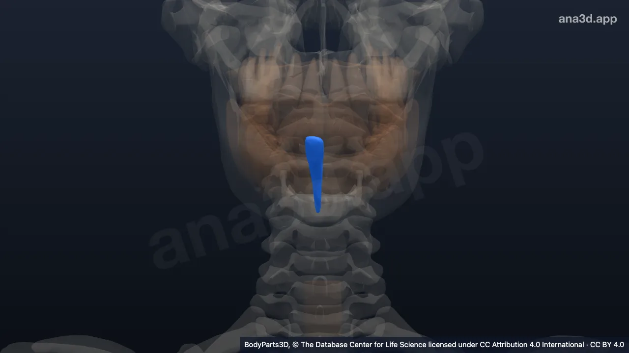 3D 模型:右下恒中切牙