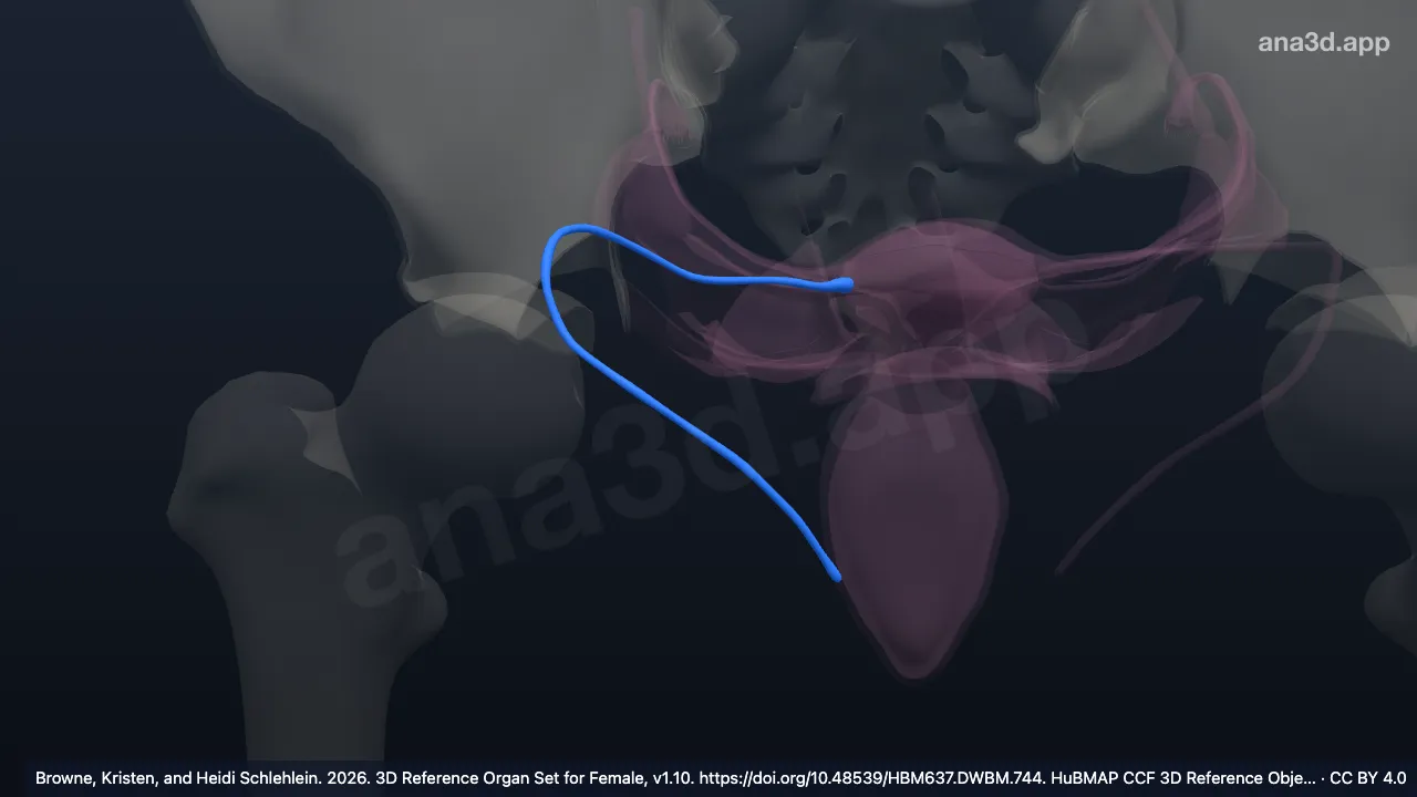 Modelo 3D: Ligamento redondo do útero direito