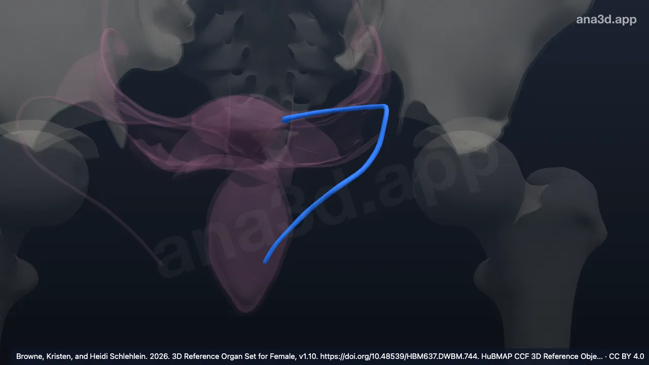 Modèle 3D : Ligament rond de l'utérus gauche