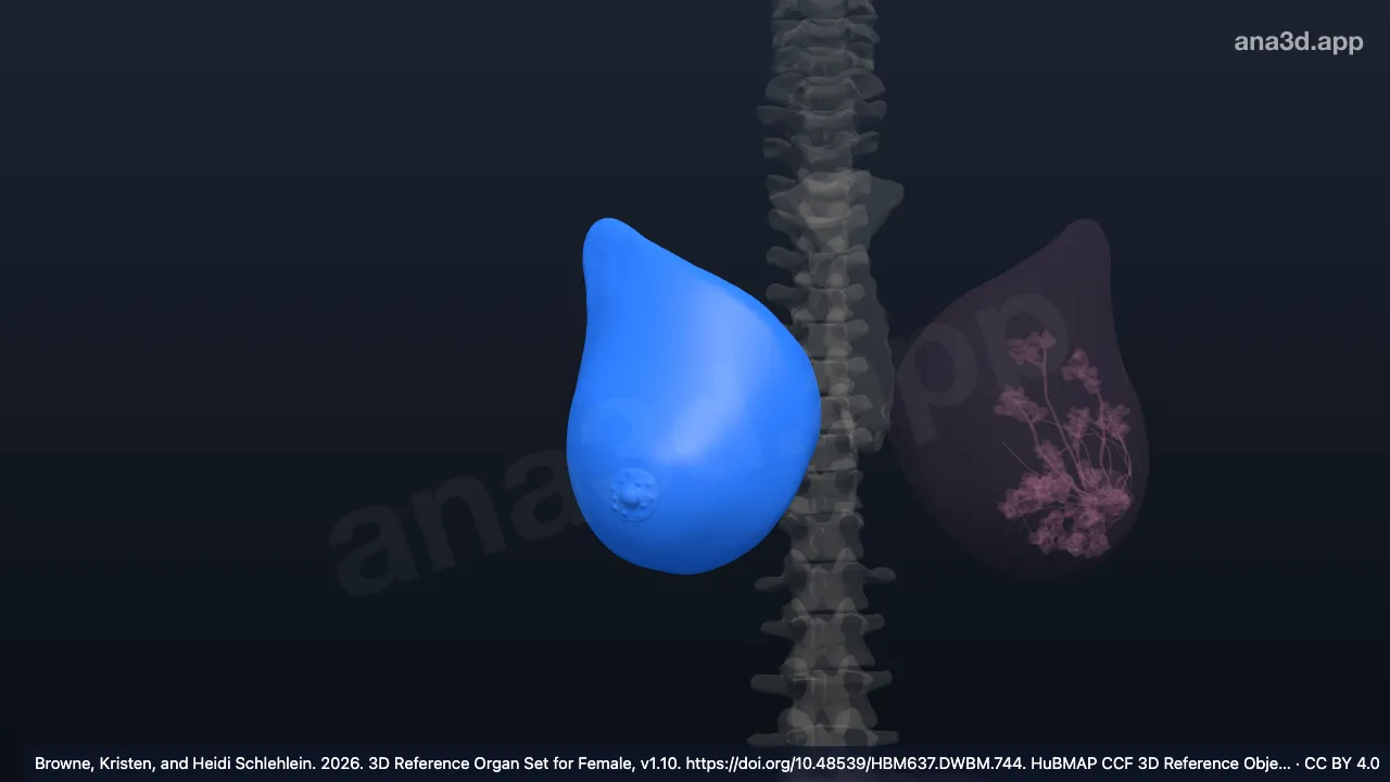 3D model: right mammary gland