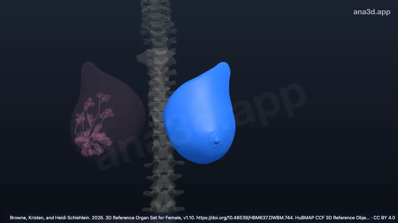 Modelo 3D: Glândula mamária esquerda