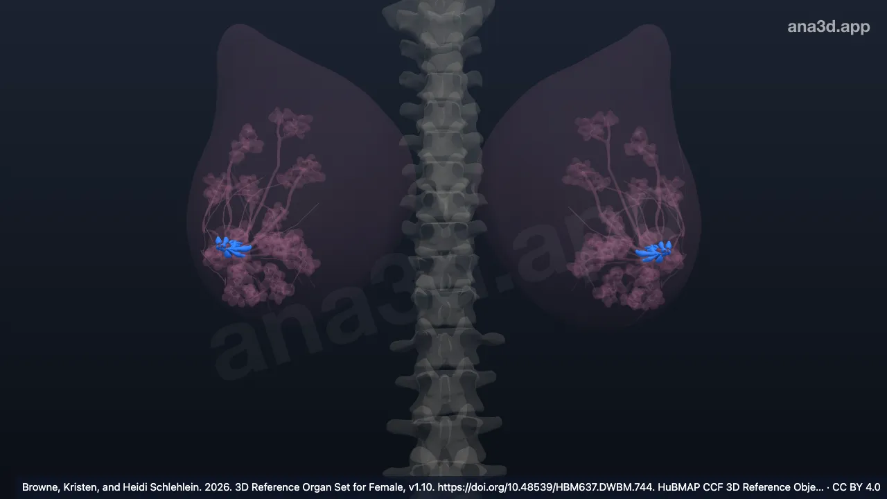 3D-Modell: Sinus lactifer