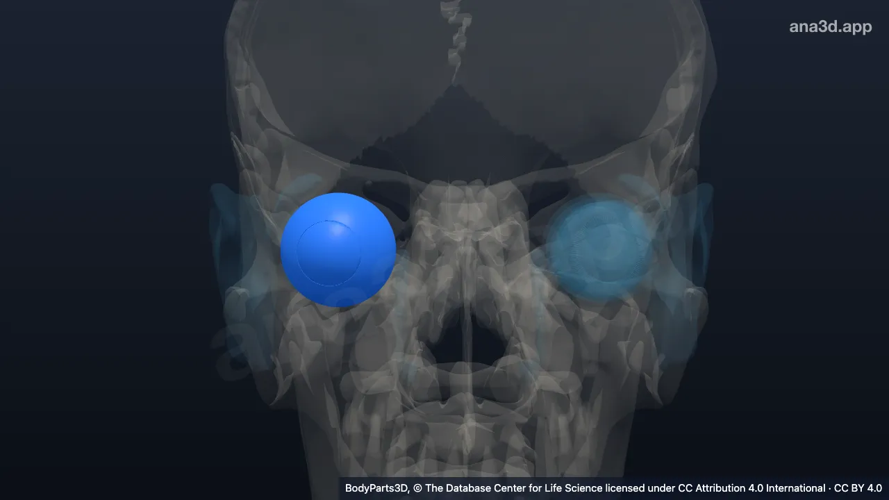 3D-Modell: Tunica fibrosa des rechten Augapfels
