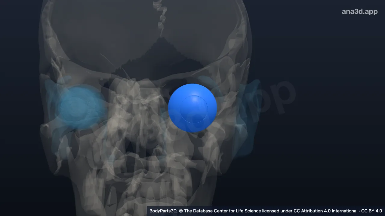 Model 3D: Lapisan fibrosa bola mata kiri