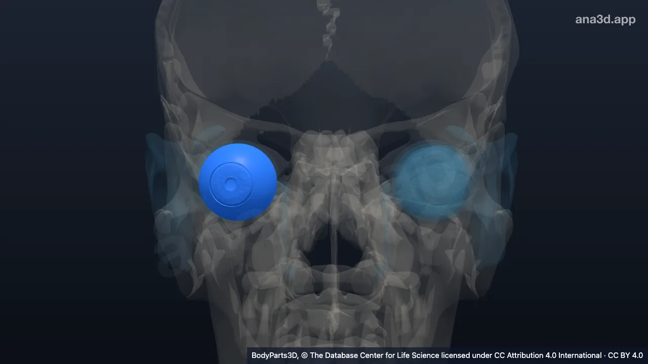 Modelo 3D: Camada vascular do globo ocular direito