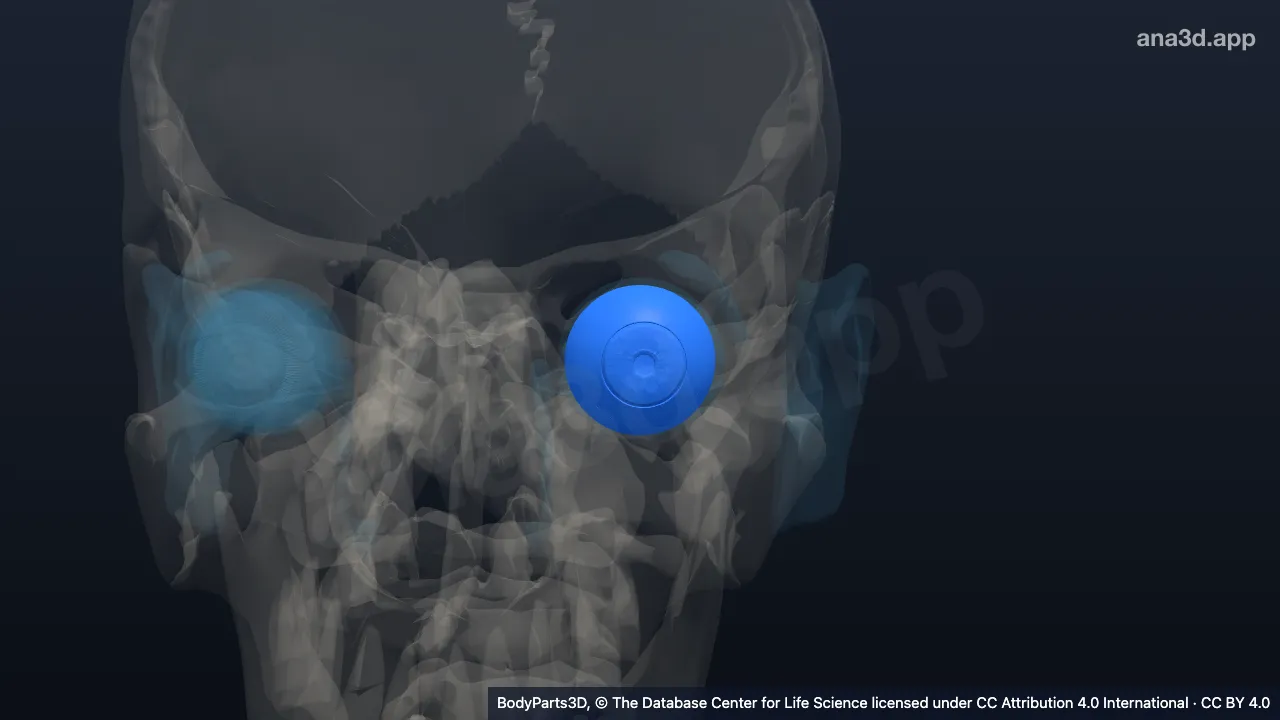 3D-Modell: Tunica vasculosa des linken Augapfels