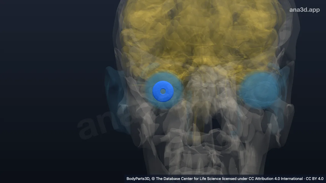 3D-Modell: Rechte Iris