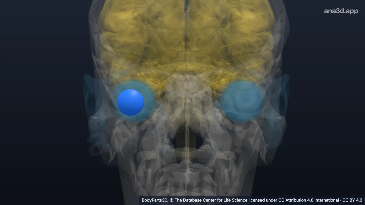 3D-Modell: Rechte Hornhaut