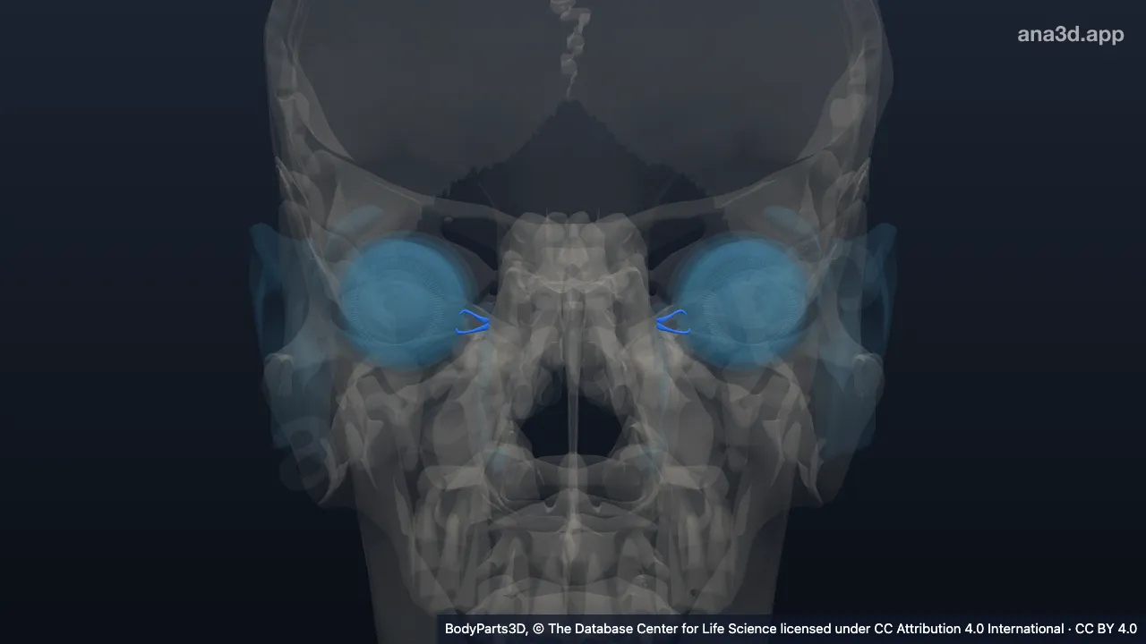 Modèle 3D : Canalicule lacrymal