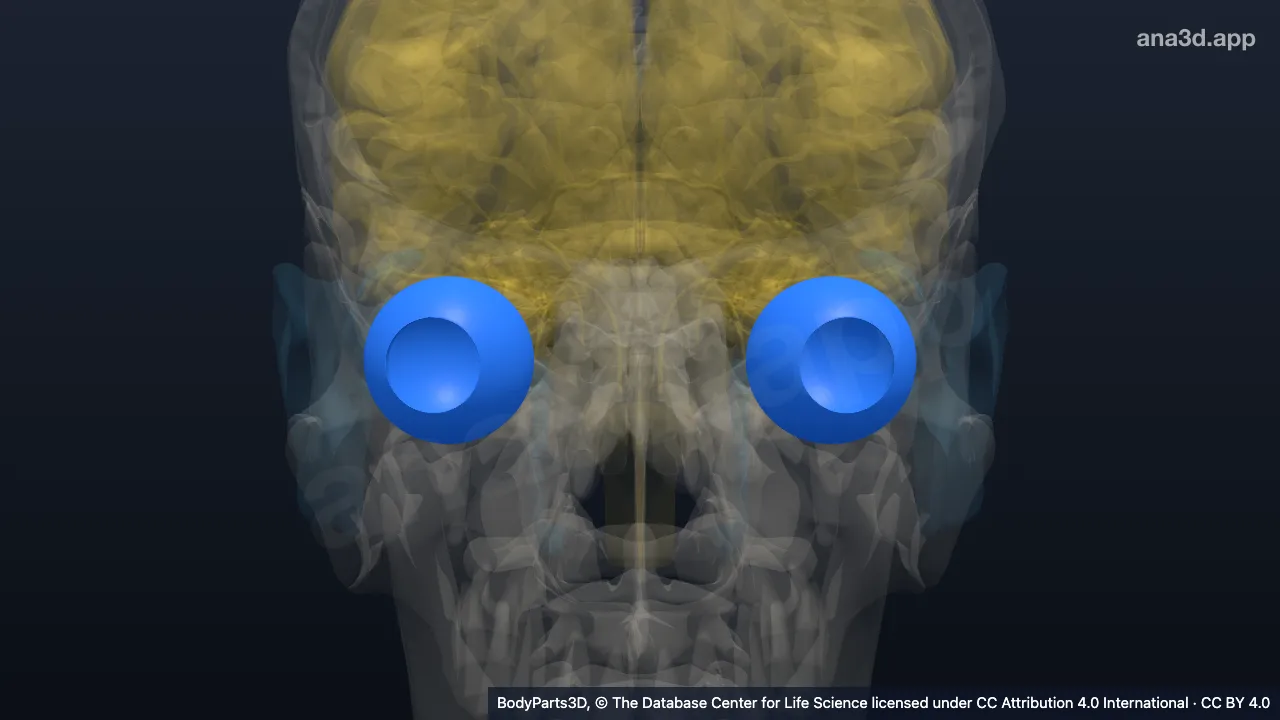 3D-Modell: Sclera