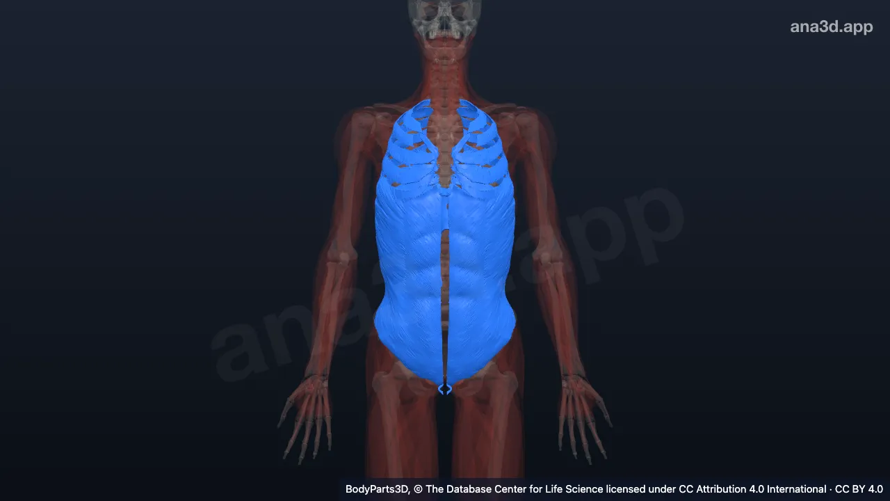 3D model: muscle of trunk