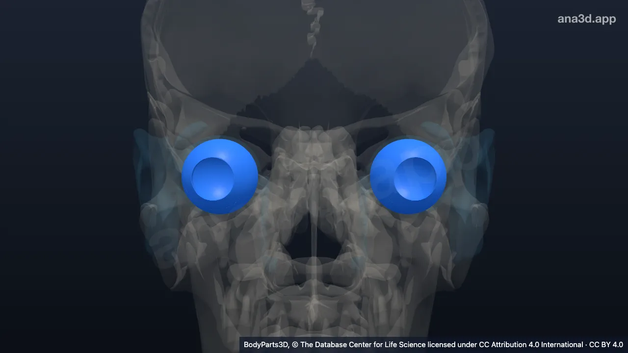 3D-Modell: Aderhaut