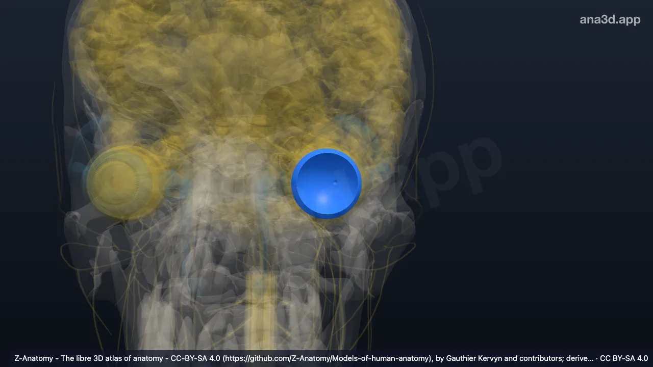 Modelo 3D: Retina izquierda