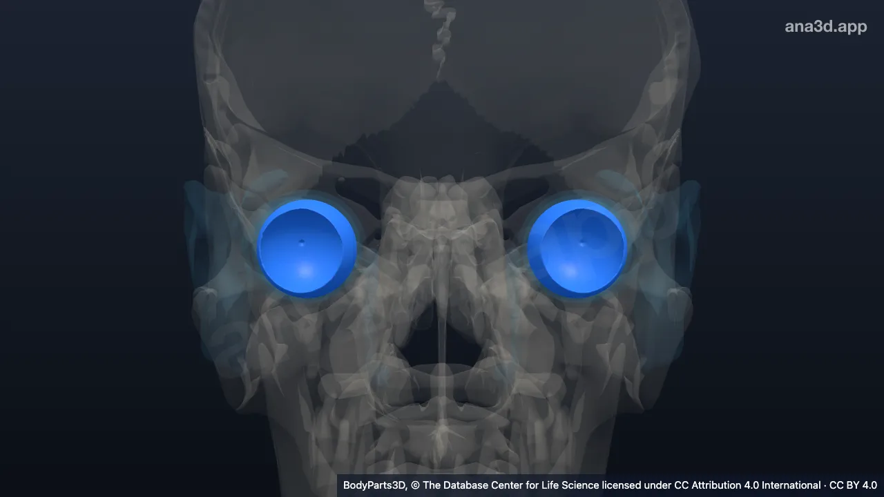 3D model: optic part of retina