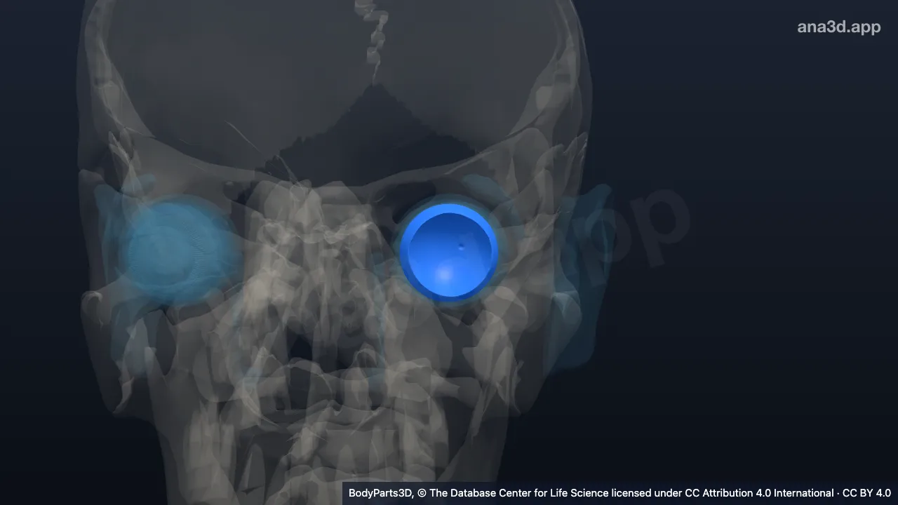 Modèle 3D : Partie optique de la rétine gauche