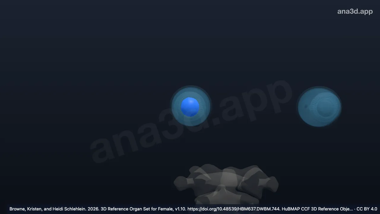 Modelo 3D: Humor acuoso del globo ocular derecho