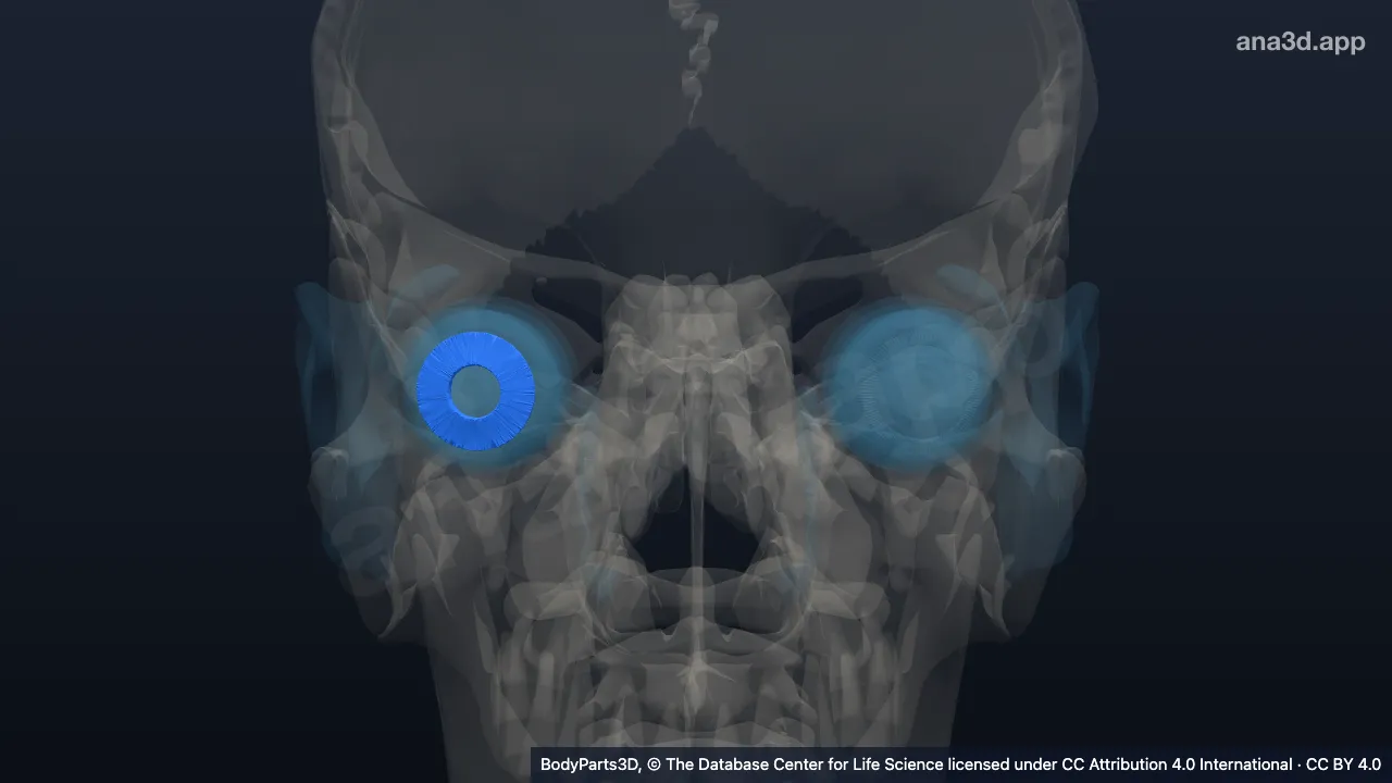 3D model: suspensory ligament of right lens