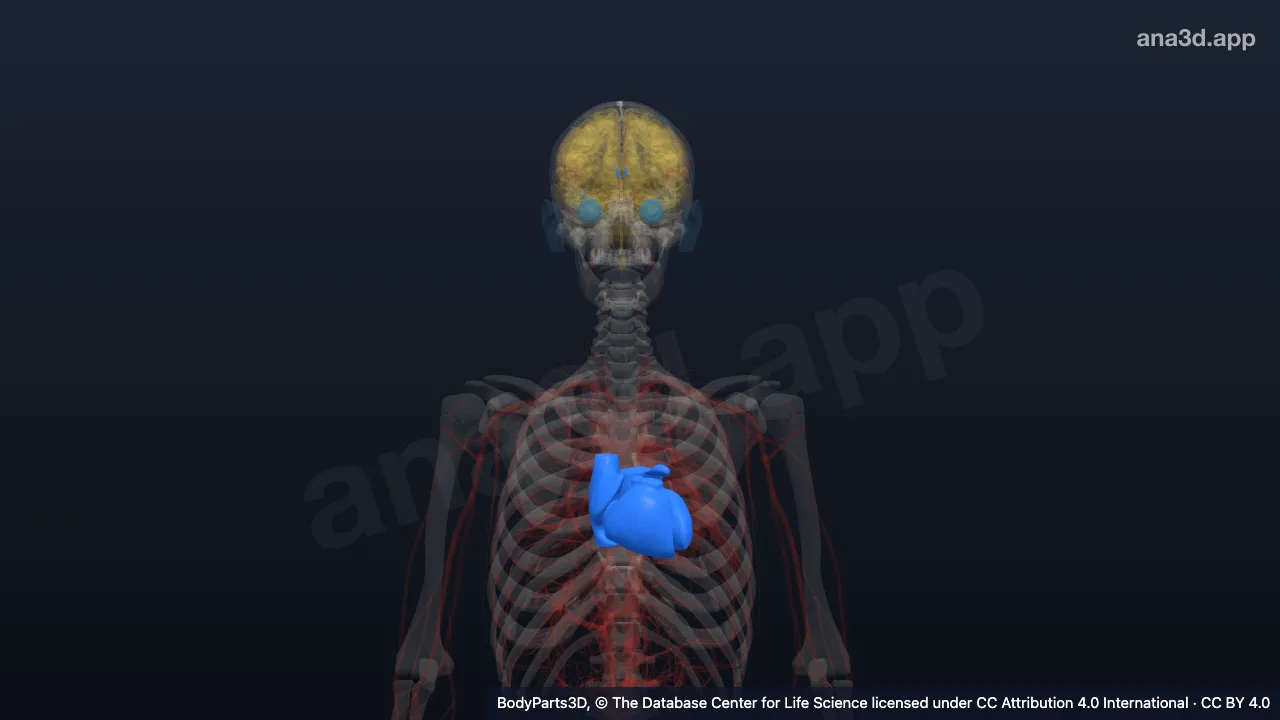 Mô hình 3D: Khoảng giải phẫu