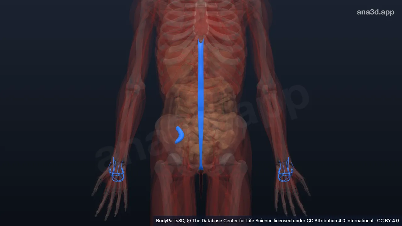3D model: anatomical junction
