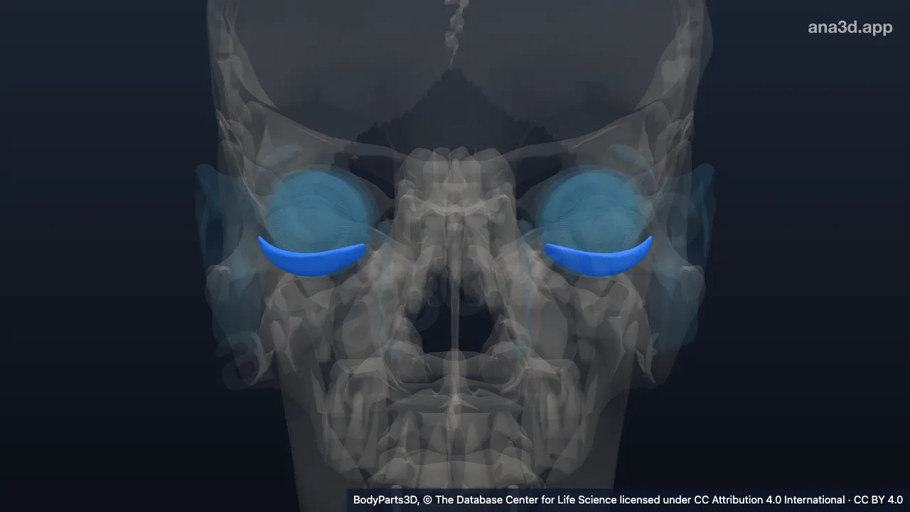 3D model: tarsal plate of lower eyelid
