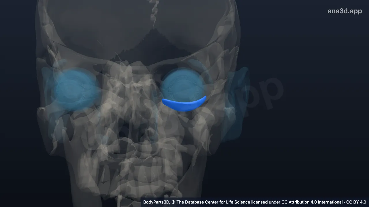 3D model: tarsal plate of left lower eyelid