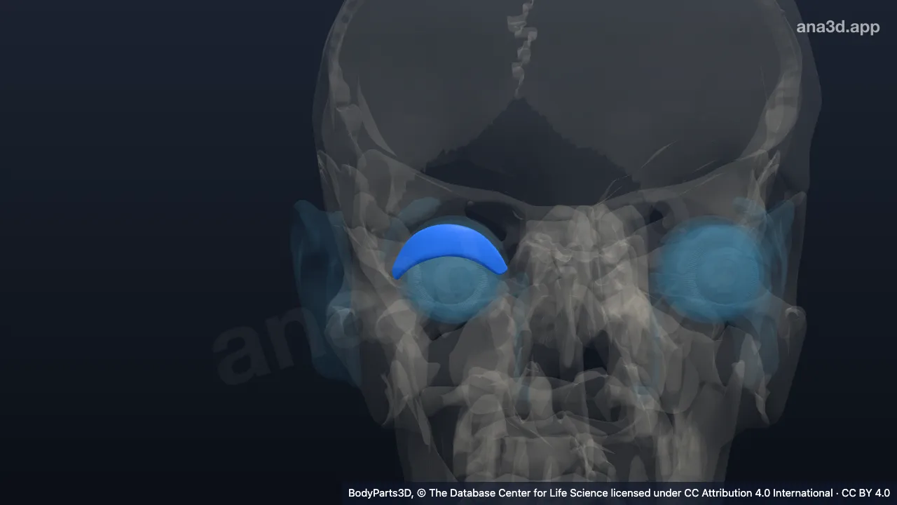 Modelo 3D: Placa tarsal del párpado superior derecho