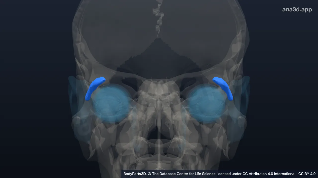 Modelo 3D: glándula lagrimal